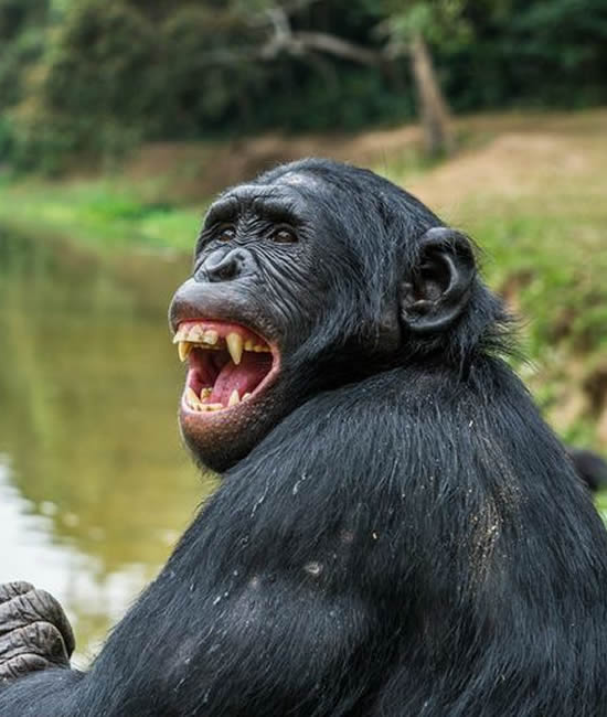 gorilla watching safaris