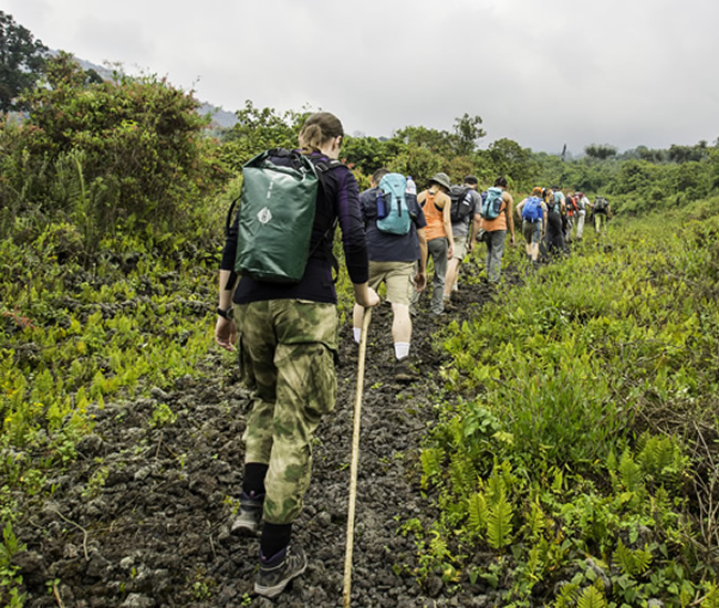 uganda gorilla tour