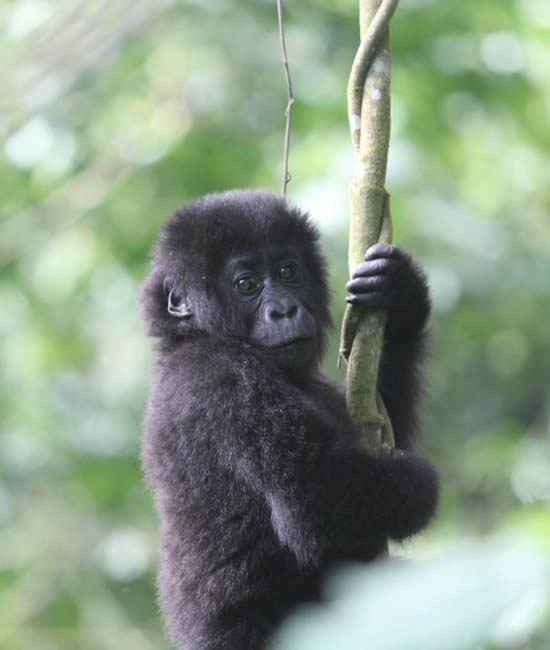 gorilla watching safaris