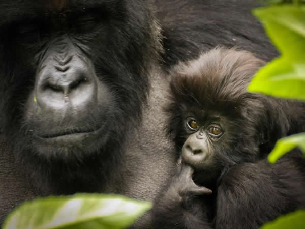 gorilla watching safaris