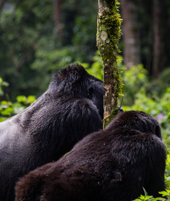 gorilla watching safaris