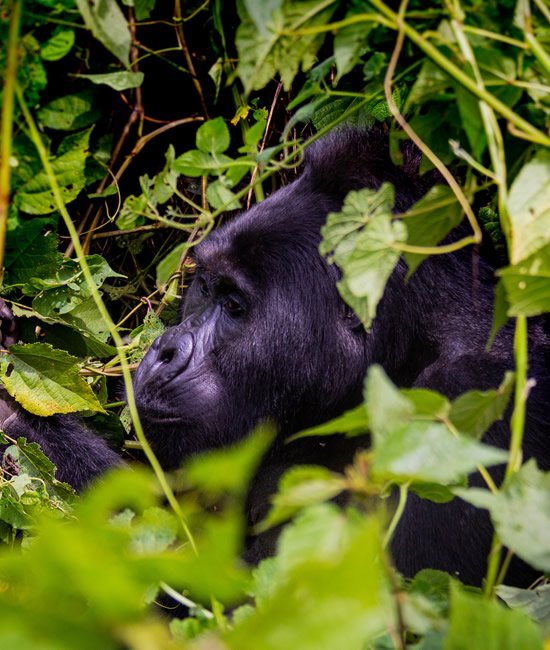 gorilla watching safaris