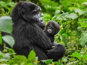 Gorilla Trekking Safaris