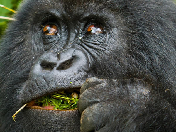 Gorilla Trekking Tours -