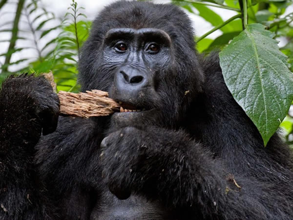 Gorilla Trekking in Uganda