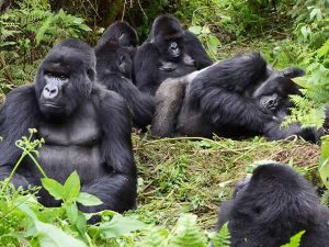 Gorilla Trekking Uganda