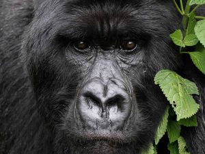 Gorilla Safaris Africa