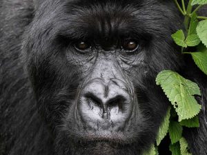 Trek the Gorillas of Uganda