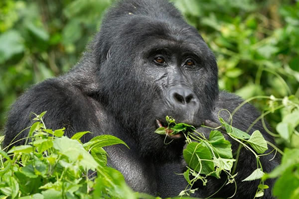 Mountain Gorillas in Uganda