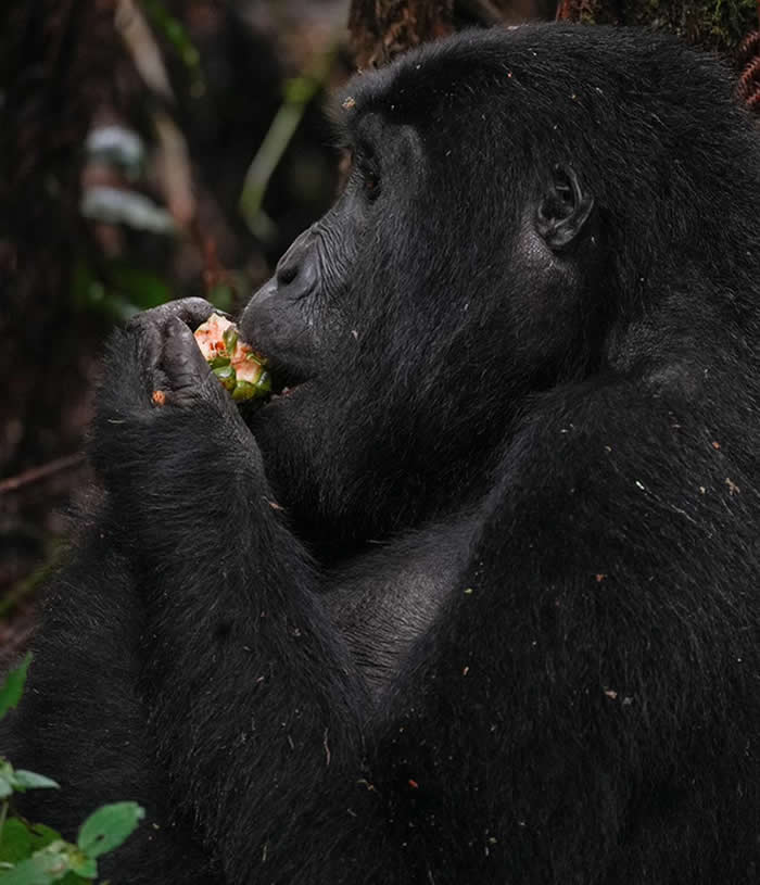 gorilla watching safaris