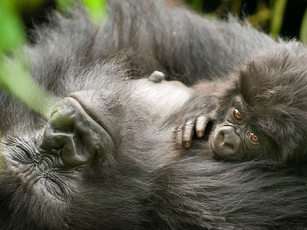 gorilla watching safaris