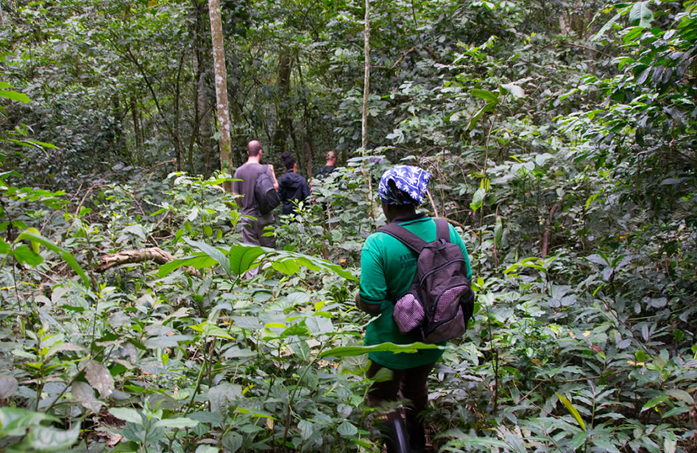 Bwindi Nature Walks