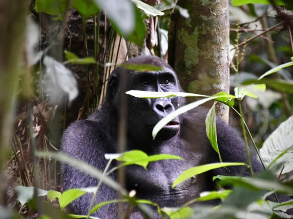 gorilla watching safaris