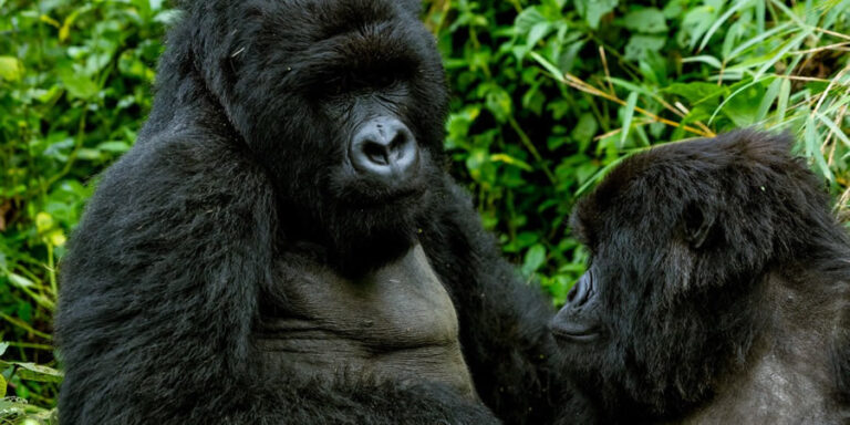 Gorilla Trekking in Bwindi Impenetrable National Park Uganda