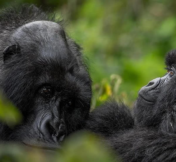 gorilla watching safaris