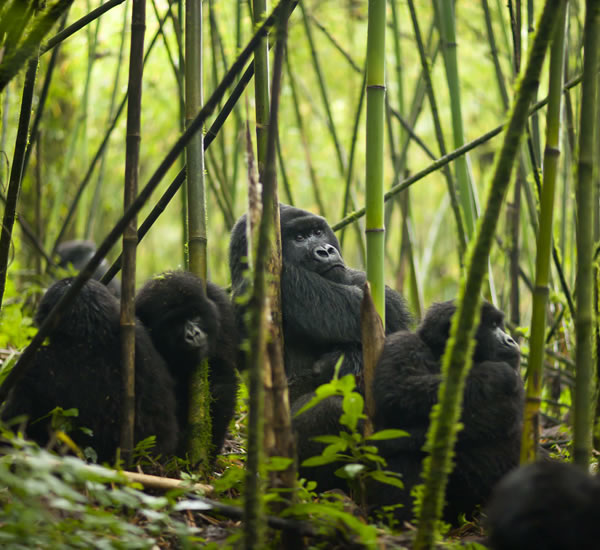 gorilla watching safaris