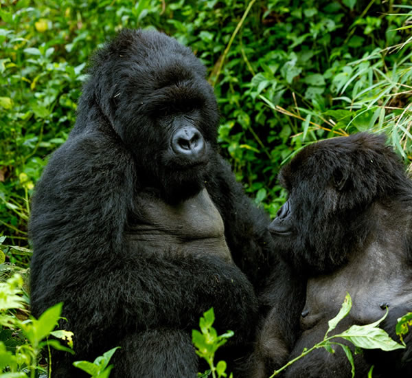 gorilla watching safaris