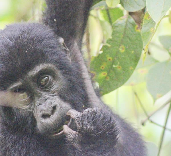 gorilla watching safaris