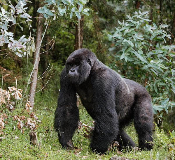 gorilla watching safaris